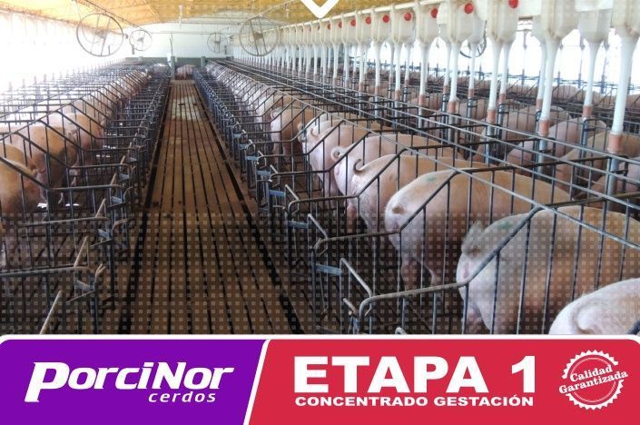 ETAPA 1 PORCINOR ETAPA 1 PORCINOR