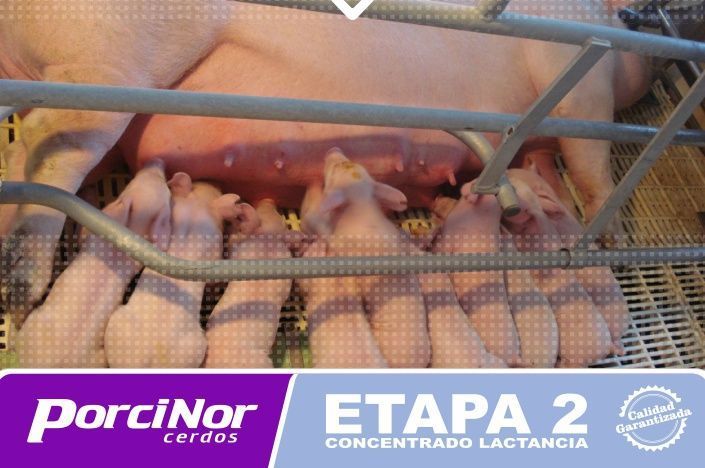 ETAPA 2 PORCINOR ETAPA 2 PORCINOR