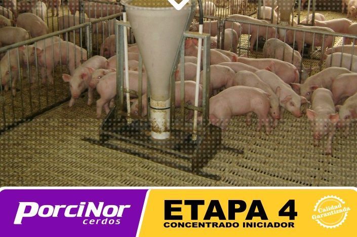 ETAPA 4 PORCINOR ETAPA 4 PORCINOR