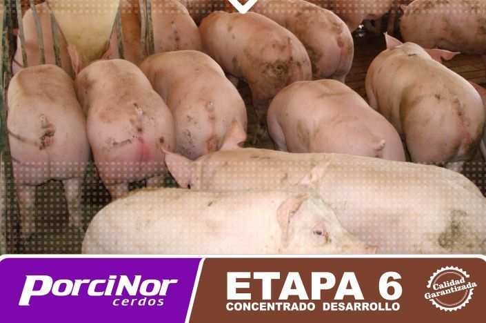 ETAPA 6 PORCINOR ETAPA 6 PORCINOR