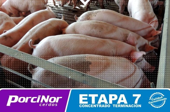 ETAPA 7 PORCINOR ETAPA 7 PORCINOR