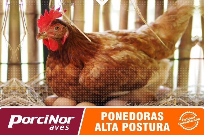PONEDORAS ALTA POSTURA PONEDORAS ALTA POSTURA