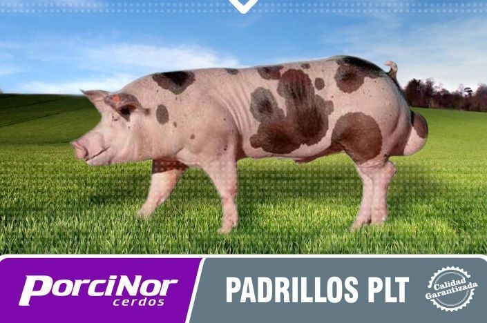 PORCINOR PADRILLOS PLT PORCINOR PADRILLOS PLT