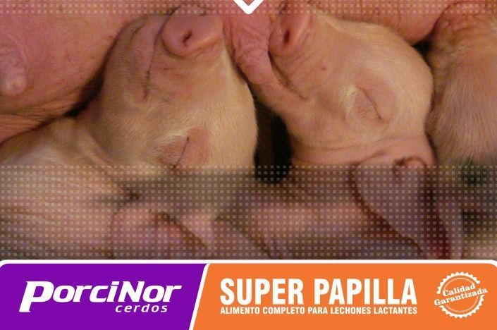PORCINOR SUPER PAPILLA PORCINOR SUPER PAPILLA